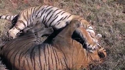 İki kaplanlar arasındaki kanlı kavga