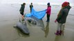Japon: 150 dauphins échoués sur une plage japonaise