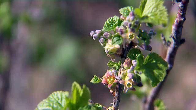 Bourdons pollinisateurs de fleurs de cassis à Merceuil (Côte-d'Or)