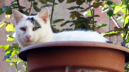 Gatti e gattini divertenti, tenerissimi, bellissimi, buffi, strani, neri (video con foto) - HD