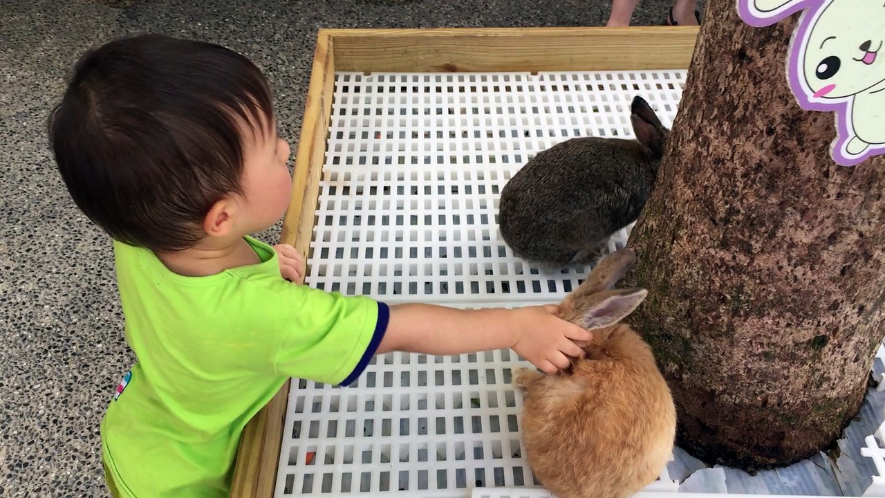 touch a rabbit