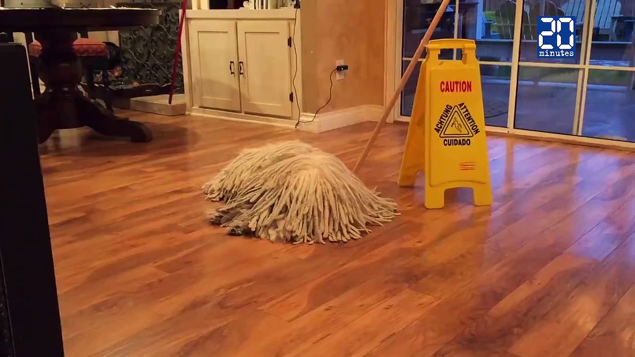 Serpillere Le Camouflage Ultime D Une Race De Chien Video Dailymotion