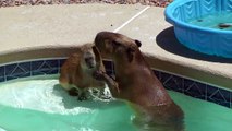 Capybaras Romeo and Tuff'n Play in Pool カピバラロメオはプールで遊ん