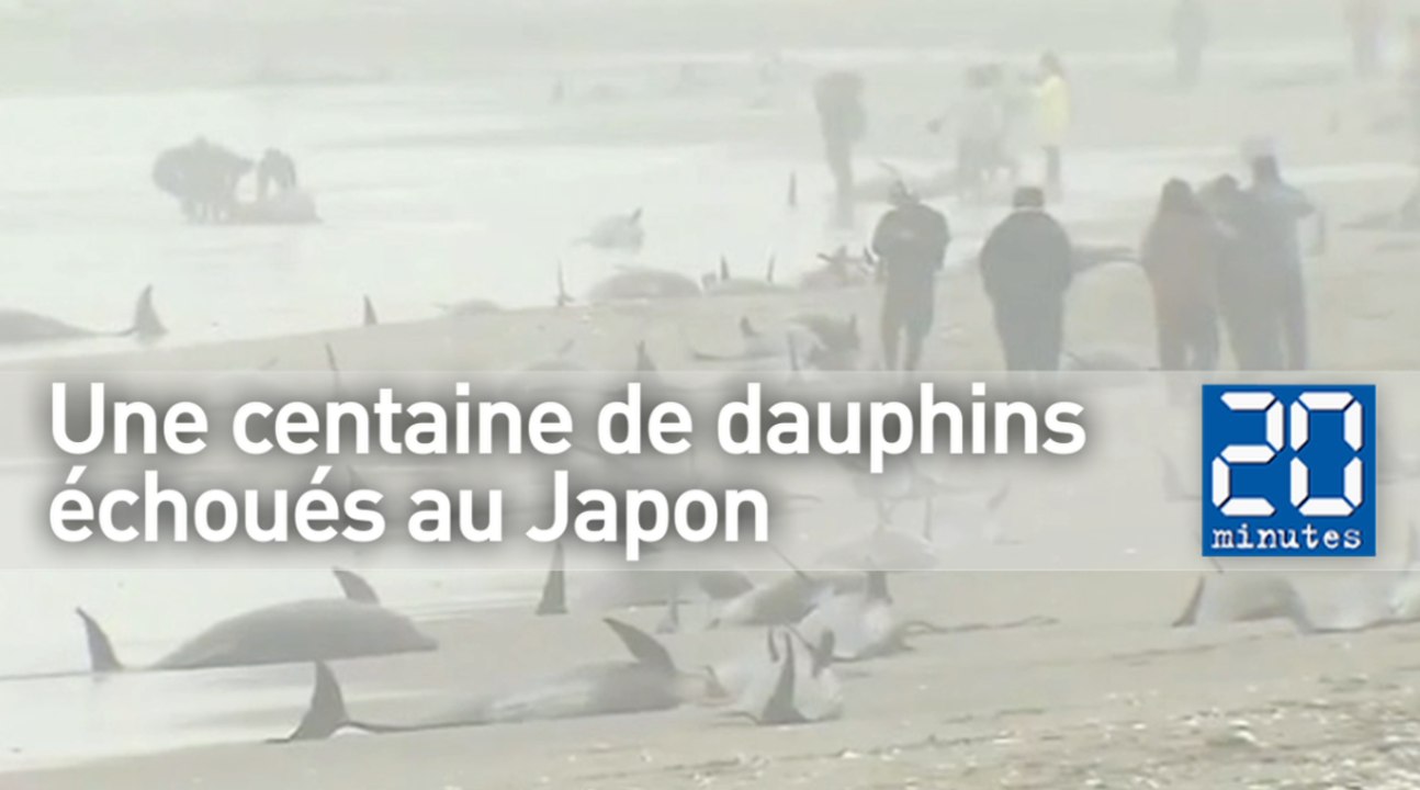 150 dauphins s'échouent au Japon