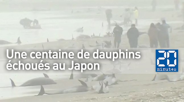 150 dauphins s'échouent au Japon