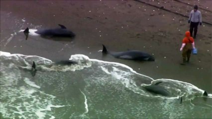 Près de 150 dauphins s'échouent sur une plage au Japon (6MEDIAS)