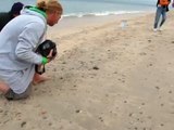 Baby leatherback turtle hatchlings make their way to the sea.