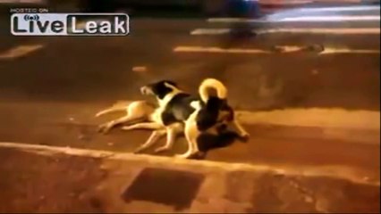 LiveLeak - Dog tries to protect killed companion