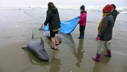 Quase 150 golfinhos encalham em praia no Japão