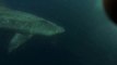 Nager avec des requins pèlerins de 6m de long : flippant!