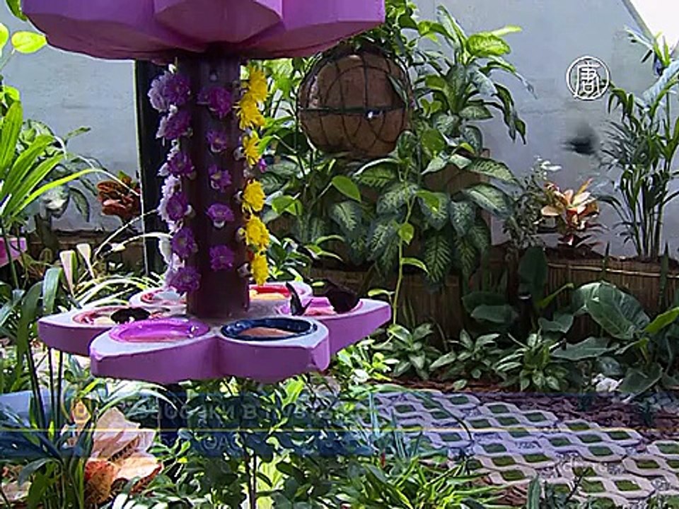 Дубай: порхающая выставка из 15 тысяч бабочек