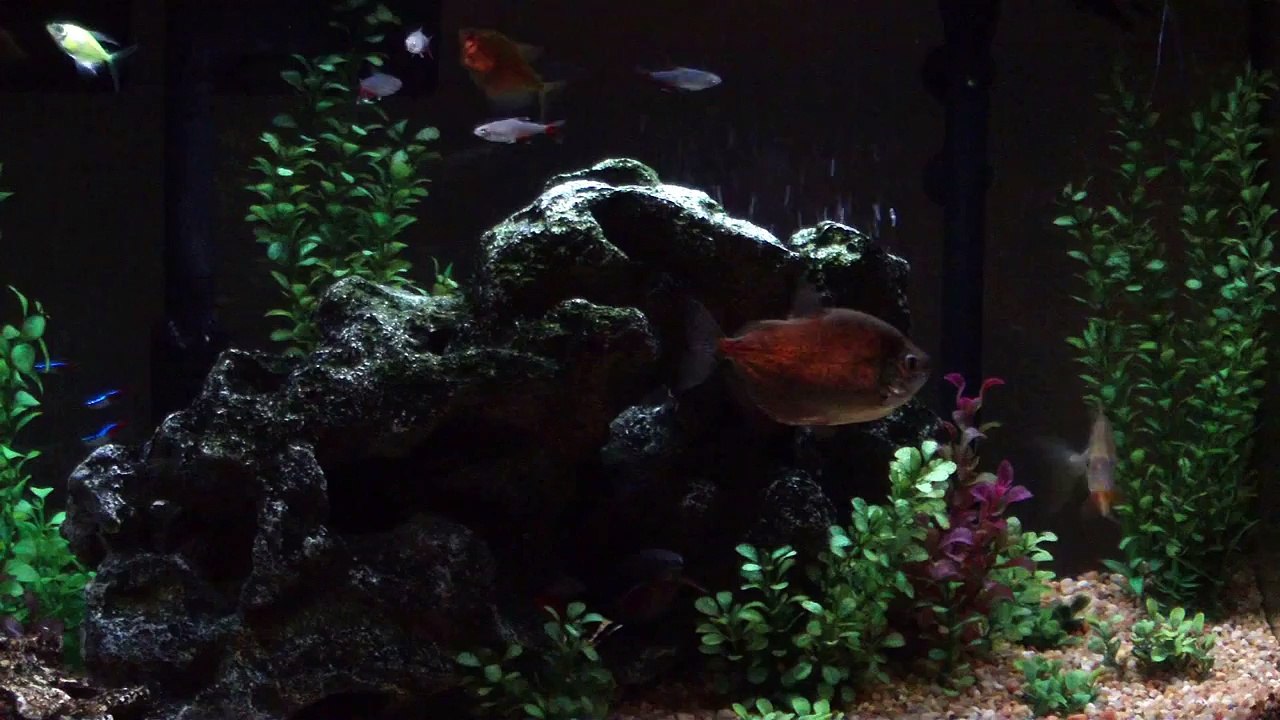 Home Freshwater Aquarium Tropical Fish HD