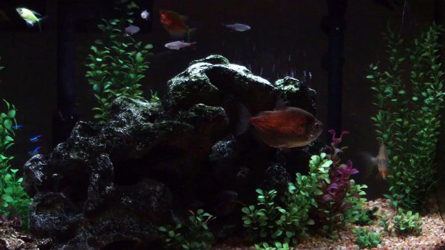 Home Freshwater Aquarium Tropical Fish HD