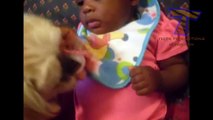 Funny dogs jealous of babies - Cute dog & baby compilation