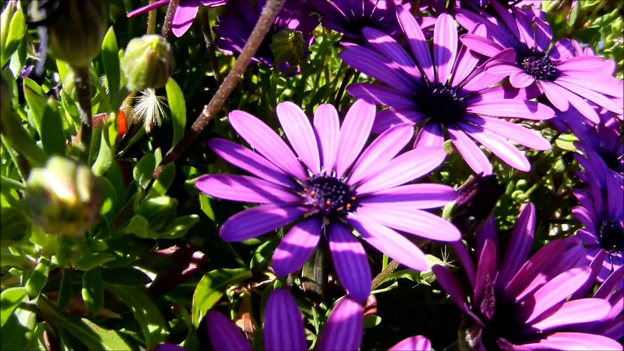 COLOMBIERS - DU CÔTE DES BERGES DU CANAL DU MIDI