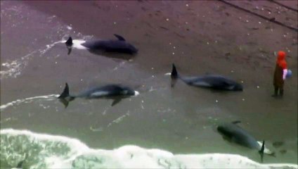 Près de 150 dauphins s'échouent sur une plage au Japon