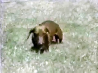 Rusty the Narcoleptic Dog + Added Effects