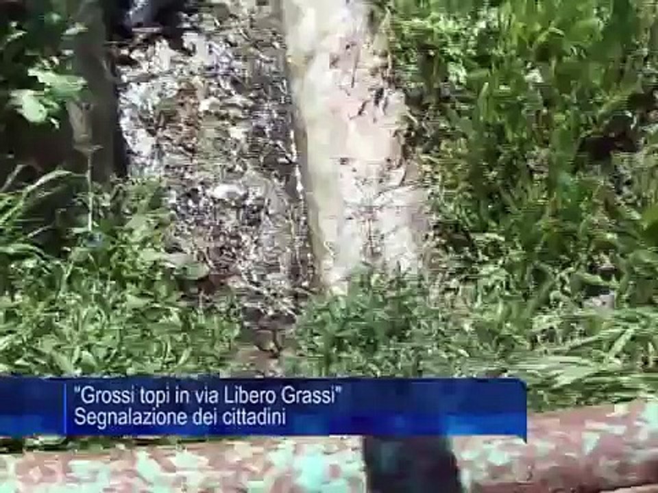 Grossi topi in via Libero Grassi Segnalazione dei cittadini