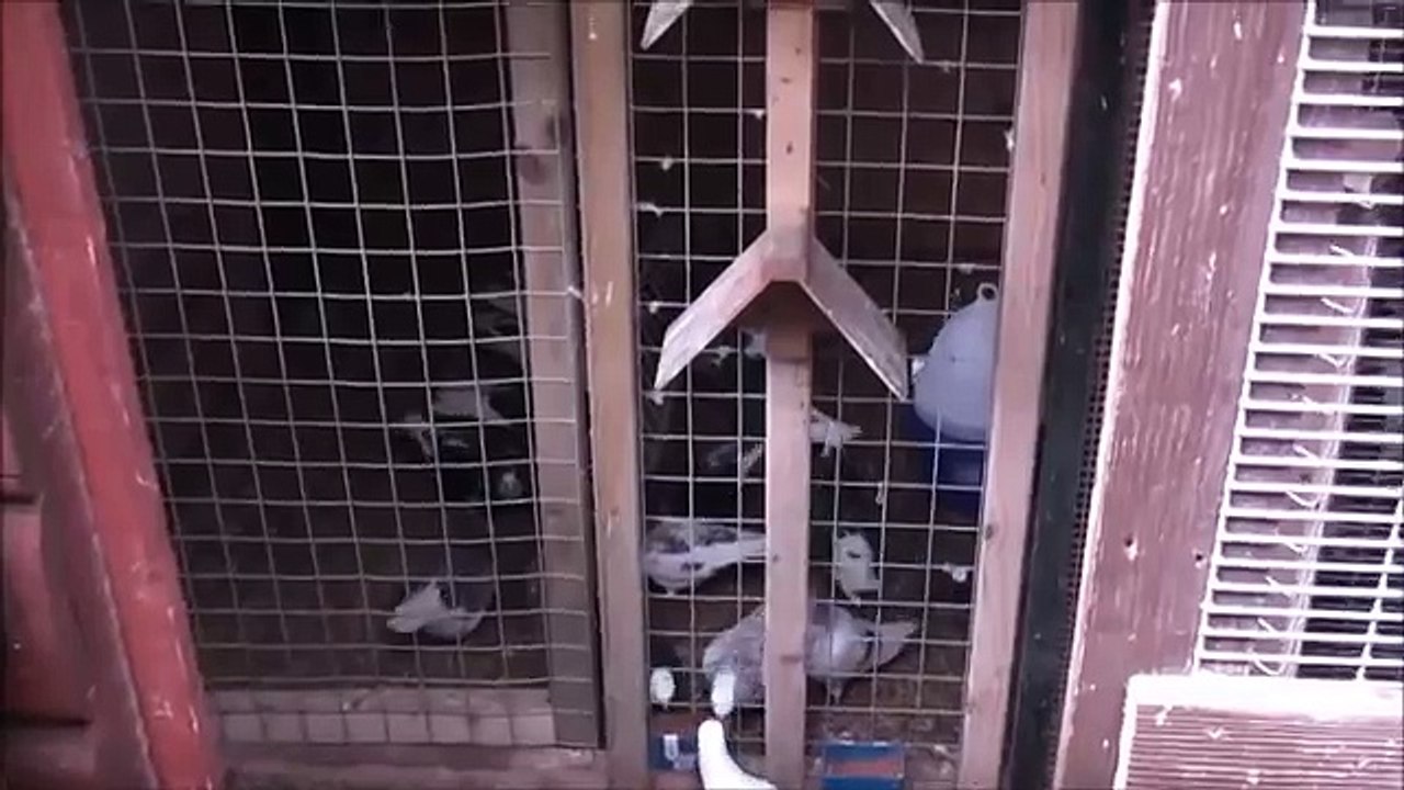 BCRPC Black Country Roller Pigeon Club - Deep Rollers 2015