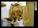 (MUST WATCH!!!) Cat vs Automatic Feeder...Hilarious