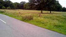 Deer in Richmond Park giving me some company during my rides.