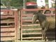 Mexican Rodeo Horse Tripping