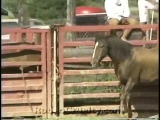 Mexican Rodeo Horse Tripping