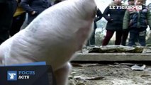 Un cochon à deux pattes devient une star en Chine