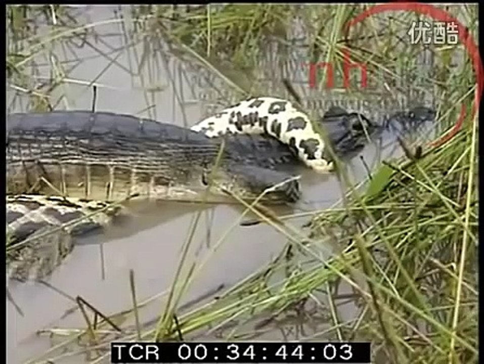 Python vs crocodile - animal video -