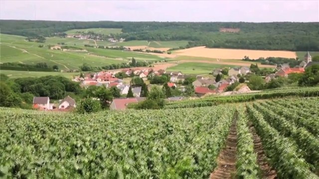 Adaptation au changement climatique dans le Parc naturel régional de la Montagne de Reims