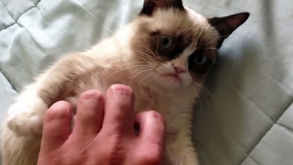 The Original Grumpy Cat