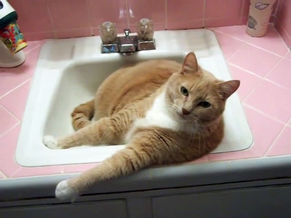 Talking cat in sink