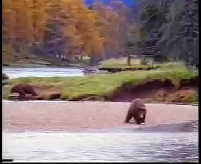 John West Commercial: Man Fights Bear for Fish