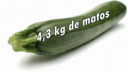 4, 3 kilos de matos dans le pantalon