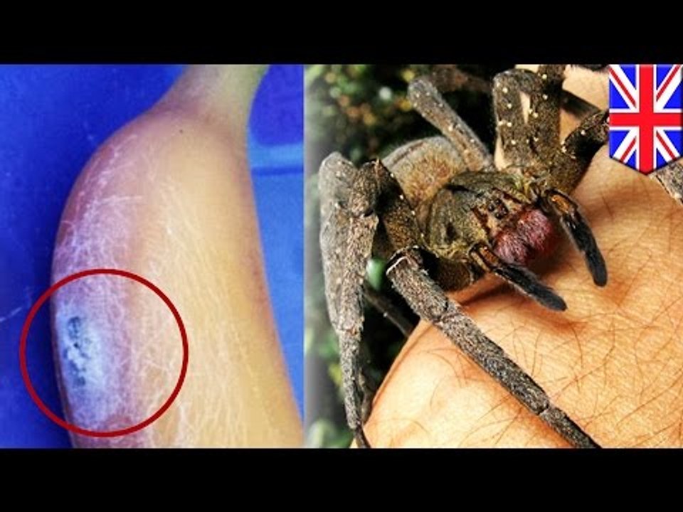 勃起できる毒を持つクモ スーパーのバナナに巣 動画 Dailymotion