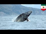 クジラがボートと衝突し観光客死亡　メキシコ沖