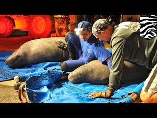 排水溝にマナティの群れ19頭…米フロリダで救出作業