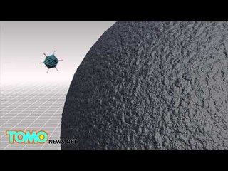 エボラ出血熱で、アフリカの類人猿が絶滅危機か