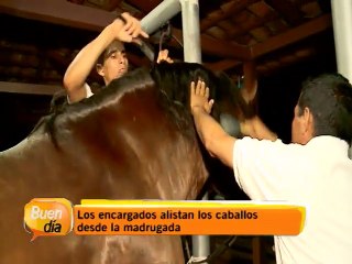 Conozca cómo preparan a los caballos para el día del tope