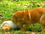 ¿Cómo tratar los problemas psicológicos en los perros?