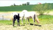 Andalusian mare with new foal meets stallion (dad)