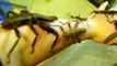 Weird  Giant Insects crawling up arm   HUGE!!