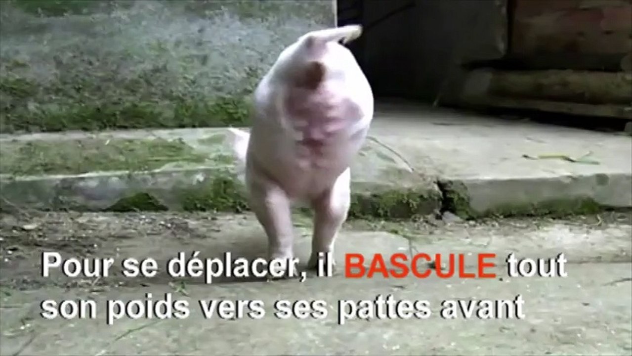 Un petit cochon est né sans ses deux pattes arrière