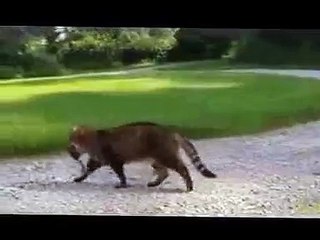 Chipmunks don't like to get punked