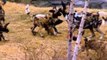 Painted Dog Pups Make Playful Zoo Debut