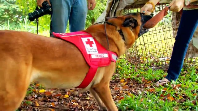 Pastor Belga Malinois- Patas y Pies