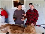 Dirty Jobs - Alpaca Shearing