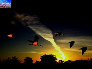 DIN GULO SAB PAKHIR MATO  HOIMANTI SHUKLA