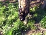 Raw Feeding English Mastiff - Dawn eating a whole chicken