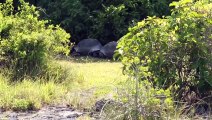 Explorer Interrupts Mating Tortoises, Slowest Chase Ever Ensue